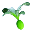 Subnautica 2 Cherimoya Rotsac