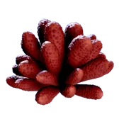Subnautica 2 Aster Scyllid