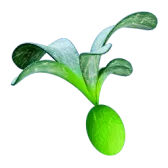 Subnautica 2 Cherimoya Rotsac
