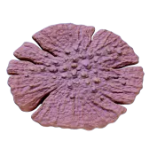 Subnautica 2 Dragon's scale coral
