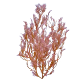 Subnautica 2 Feather Kelp