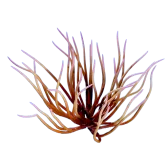 Subnautica 2 Whip Gorgon