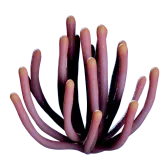 Subnautica 2 Listening Gorgon