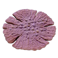 Subnautica 2 Dragon's scale coral