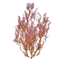 Subnautica 2 Feather Kelp