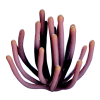 Subnautica 2 Listening Gorgon