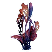 Subnautica 2 Wort Wort