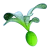 Cherimoya Rotsac