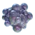 Axum Bacterial Culture