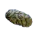 Obtain Crab Feces