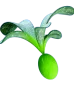 Subnautica 2 Cherimoya Rotsac