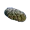 Crab Feces