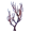 Branching Coral