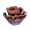 Curtain Gorgon