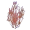 Feather Kelp