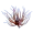 Whip Gorgon